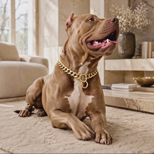 Miami Cuban Chain Dog Collar